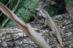 Tropidurus catalanensis