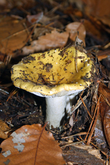 Russula ochroleuca