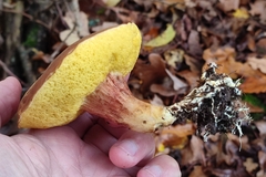 Xerocomus ferrugineus