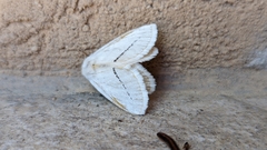 Phiala