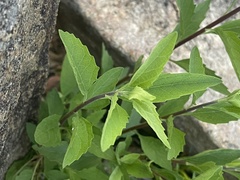 Nidorella ivifolia