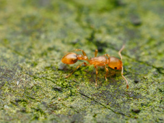 Cardiocondyla wroughtonii