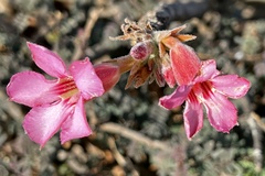 Adenium obesum