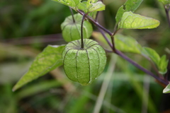 Physalis longifolia subglabrata