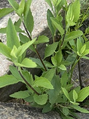 Nidorella ivifolia