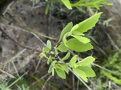 Nidorella ivifolia
