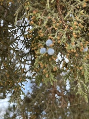 Juniperus occidentalis