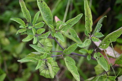 Physalis longifolia subglabrata