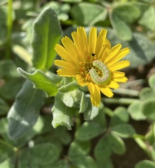 Cucullia calendulae