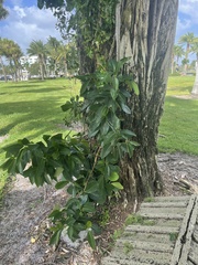 Ficus aurea
