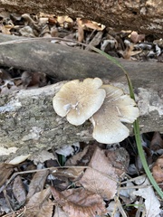 Pleurotus ostreatus