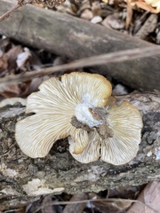 Pleurotus ostreatus