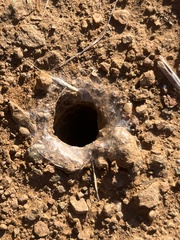 Calisoga longitarsis