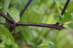 Physalis longifolia subglabrata