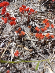 Crassula glomerata