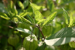 Physalis longifolia subglabrata