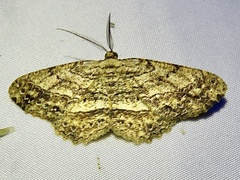 Melanolophia