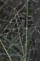 Eragrostis papposa