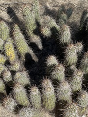 Echinocereus engelmannii