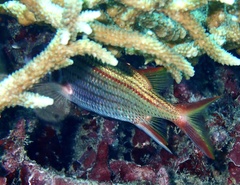 Neoniphon argenteus