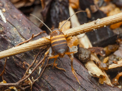 Myrmecophilus