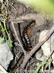 Scolopendra sumichrasti