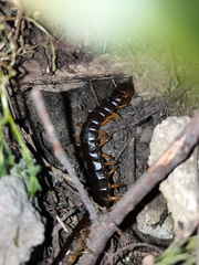 Scolopendra sumichrasti