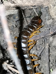 Scolopendra sumichrasti