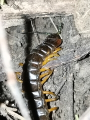 Scolopendra sumichrasti