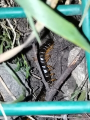 Scolopendra sumichrasti