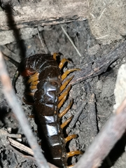 Scolopendra sumichrasti