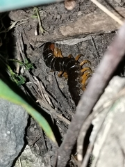 Scolopendra sumichrasti