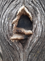 Subantrodia juniperina