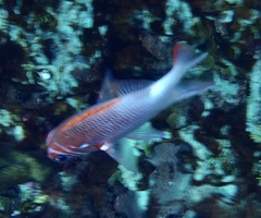 Sargocentron caudimaculatum