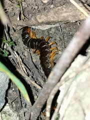 Scolopendra sumichrasti