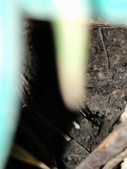 Scolopendra sumichrasti