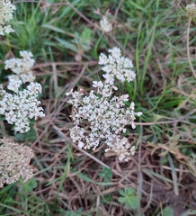 Daucus