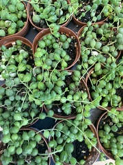 Curio rowleyanus