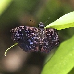 Cycloglypha thrasibulus thrasibulus