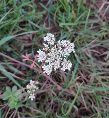 Daucus