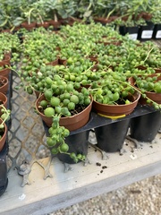 Curio rowleyanus