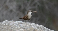 Ochetorhynchus melanurus