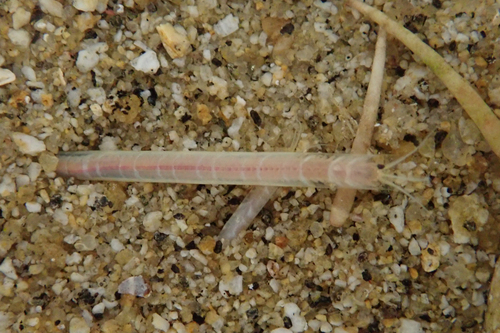 Representative image of Hyalinoecia