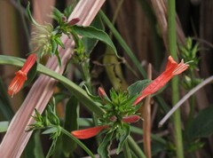 Dicliptera squarrosa
