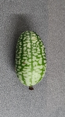 Melothria scabra