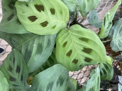 Maranta