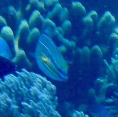 Stethojulis trilineata