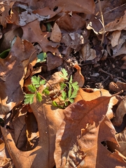 Geum laciniatum
