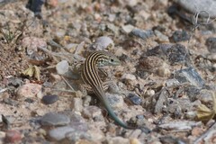 Aspidoscelis neomexicanus