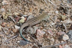 Aspidoscelis neomexicanus